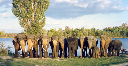 african lion safari